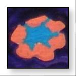 coral